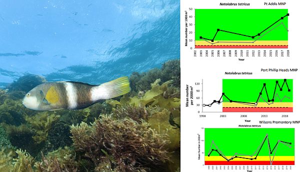 Sams 15 monitoring from Marine National Parks talk to SWIFFT 25 May 2023