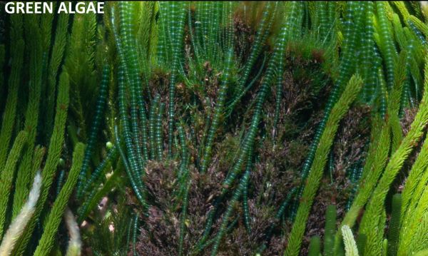 Sams 5 green algae from Marine National Parks talk to SWIFFT 25 May 2023