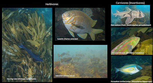 Sams 7 herbivore fish from Marine National Parks talk to SWIFFT 25 May 2023