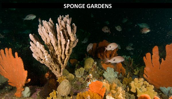 Sams 8 sponge gardens from Marine National Parks talk to SWIFFT 25 May 2023