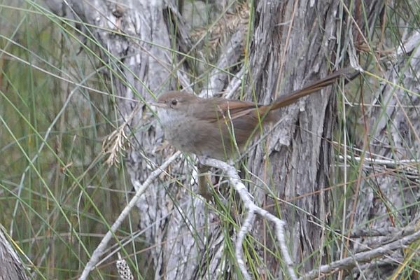 Eastern Bristlebird talk to SWIFFT 26 March 2020