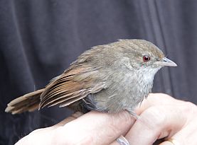 Bramwell intro Eastern Bristlebird rescue