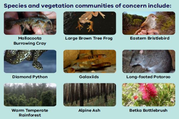 Fahey 1 2 priority species -  in talk to SWIFFT 26 March 2020