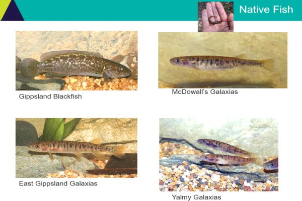 Tarmo Raadik 2 native fish - in talk to SWIFFT 26 March 2020