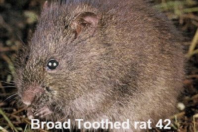 Presentation to SWIFFT Seminar 26 May 2022 by Barbara Wilson Broad-toothed Rat