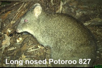 Presentation to SWIFFT Seminar 26 May 2022 by Barbara Wilson Long-nosed Potoroo