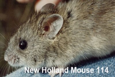 Presentation to SWIFFT Seminar 26 May 2022 by Barbara Wilson New Holland Mouse