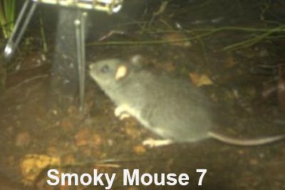 Presentation to SWIFFT Seminar 26 May 2022 by Barbara Wilson Smokey Mouse