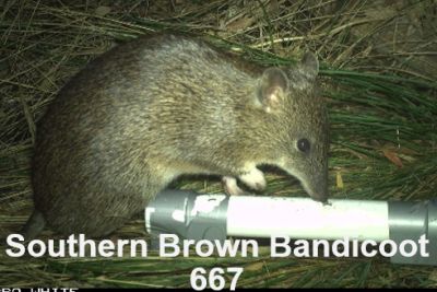 Presentation to SWIFFT Seminar 26 May 2022 by Barbara Wilson Southern Brown Bandicoot