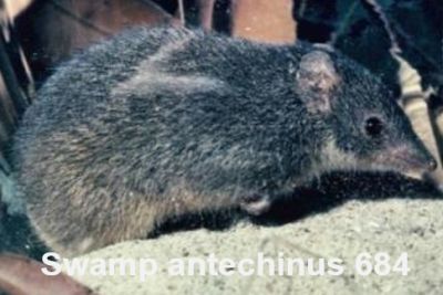 Presentation to SWIFFT Seminar 26 May 2022 by Barbara Wilson Swamp Antechinus