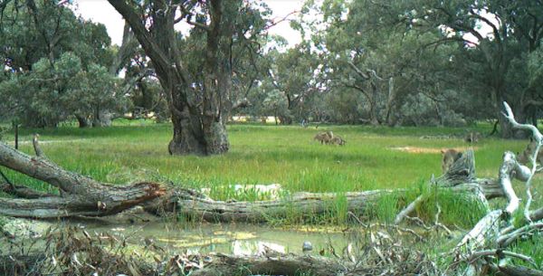 Prue McAllister  8 creaated wetland - Bonnie Brae Farm from SWIFFT Seminar 27 July 2023 