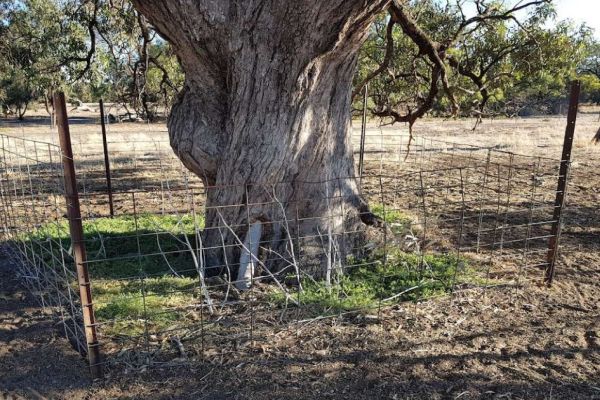 Prue McAllister 6 - Bonnie Brae Farm from SWIFFT Seminar 27 July 2023 