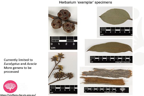 SWIFFT Seminar 29 July 2021 Talk by Andre Messina, Royal Botanic Gardens Victoria