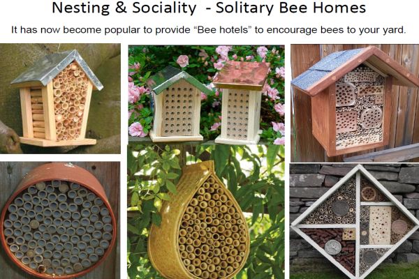 Walker bees 10 bee hotel