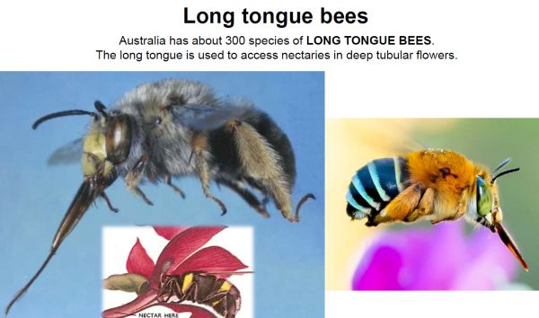 Walker bees 2 long tongue bee