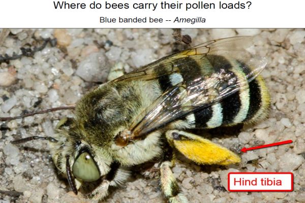 Walker bees 4