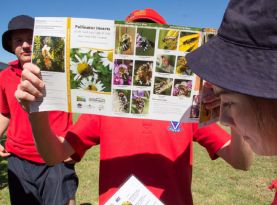 wild pollinator count intro