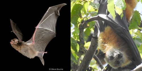 SWIFFT Seminar 21 March 2024 Bat Conservation