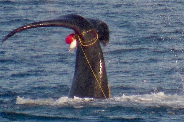 Southern Right Whale entangled 2018 near Apollo Bay Image: Willie Bedford