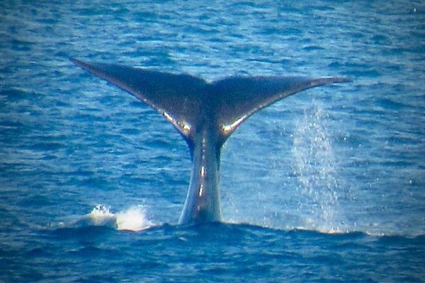 Southern Right Whale tail Image Willie Bedford