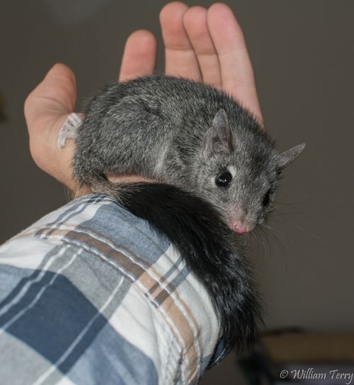 Brush-tailed Phascogale in care William Terry