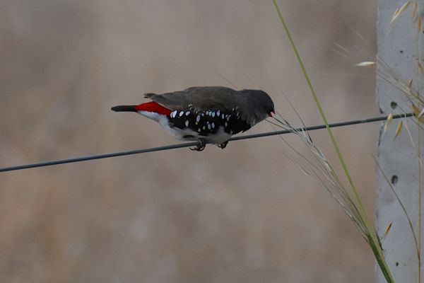 Diamond Firetail Image: Julie Smith