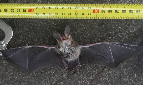 Lesser Long-eared Bat