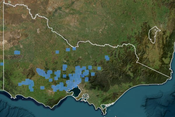 All known records of Golden Sun Moth in Victoria. Source: VVB 2023.