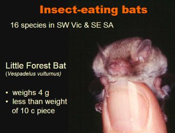 little forest bat