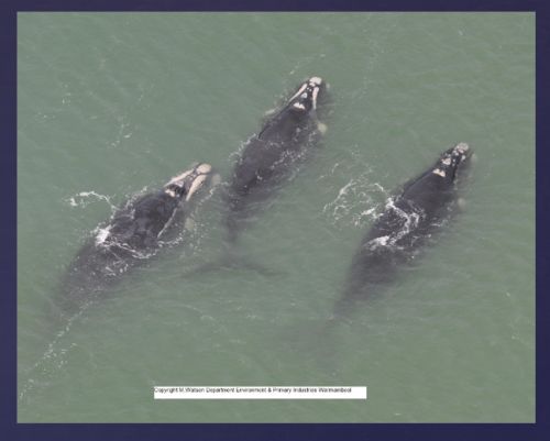 Watson 1 video conf notes 1 Feb 2018 Southern Right Whale