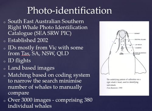 Watson 3 video conf notes 1 Feb 2018 Southern Right Whale ID