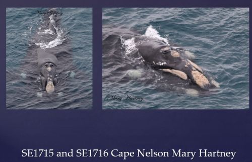 Watson 5 video conf notes 1 Feb 2018 Southern Right Whale