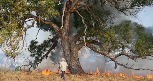 intro red gum grass burn at Teesdale