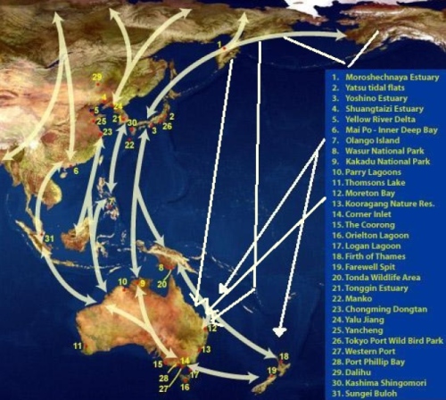 East Asia Australasian Flyway