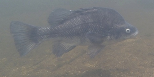 Macquarie Perch Image: Zeb Tonkin