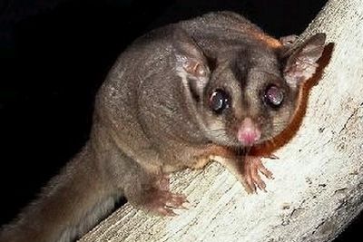 SWIFFT video conf. 11 Feb 2016 Possums and gliders 