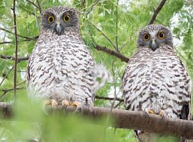 Powerful owl male and female Image: Nick Bradsworth