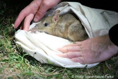 Eastern Barred Bandicoot Project Phillip Island Nature Parks