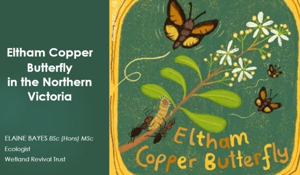 Eltham Copper Butterfly presentation by Elaine Bayes