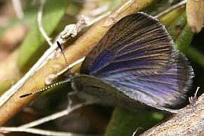 golden-rayed blue butterfly