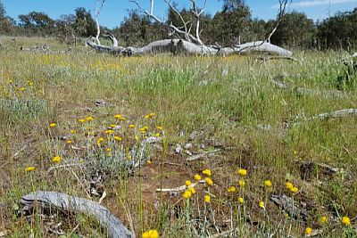 Grassy Eucalypt Woodlands Stewardship Program 