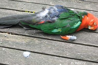 king parrot dead wildlife health