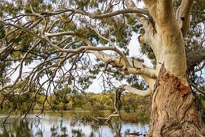 Victorian Murray Floodplain Restoration Project