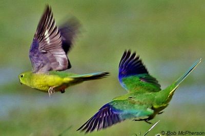 orange-bellied parrot