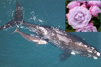 Southern Right Whale and rose