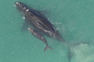 Southern Right Whale cow calf M Watson