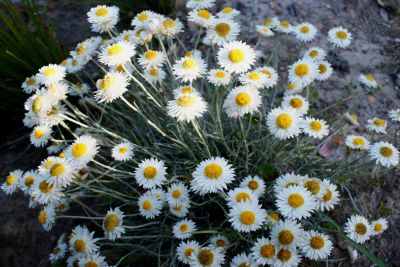 white sunray