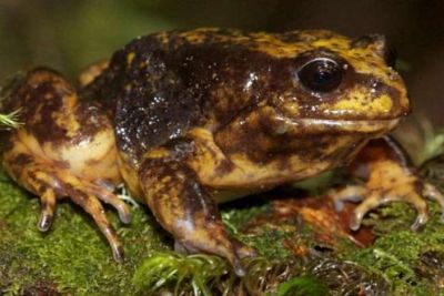 baw baw frog - zoos victoria