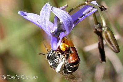 Native bee David Duncan