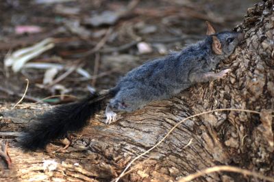 brush-tailed phascogale